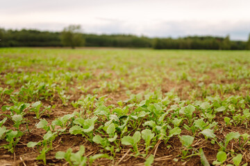 Close-up of young plants in an agricultural field. Green shoots are breaking through the fertile...