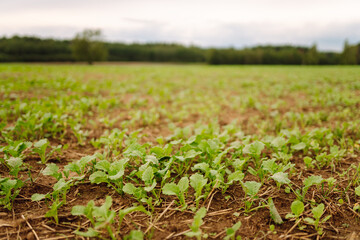 Close-up of young plants in an agricultural field. Green shoots are breaking through the fertile soil. Concept of growth, gardening and agriculture.