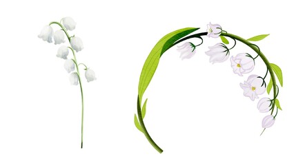 Beautiful Close Lily The Valley