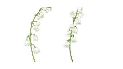 Obraz premium Beautiful close-up of Lily of the Valley flowers with delicate white bell-shaped blooms, perfect for spring, nature, wedding, and floral-themed design or botanical concepts.