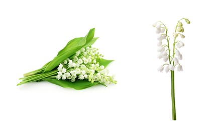 Beautiful close-up of Lily of the Valley flowers with delicate white bell-shaped blooms, perfect for spring, nature, wedding, and floral-themed design or botanical concepts.