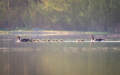 Gęsi pływające z młodymi nad wodą fotografia ptaków  © Adrian