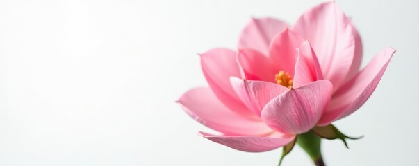 Fototapeta premium Delicate petals of a flower unfold on a white background, closeup, bloom, isolated