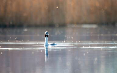 Perkoz w porannej mgle nad wodą  bokeh © Adrian