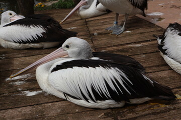 Chillin’ Pelican Vibes