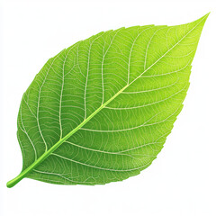 Obraz premium green leaf isolated on white background