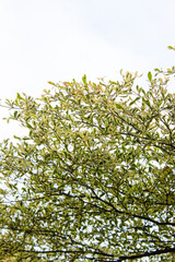 Madagascar almond tree ( Terminalia neotaliala ) Also called Ketapang kencana. Terminalia mantaly tree leaf texture background. Nature background