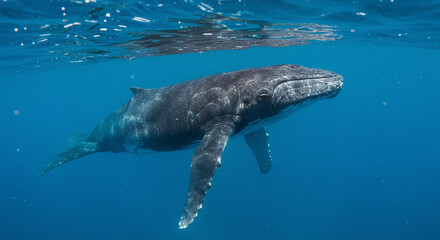 Obraz premium Whale Swimming Underwater in Clear Blue Ocean Water