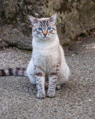 Portrait of beautiful young cat with blue eyes	

