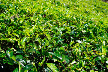 huge tea plantations in sri lanka