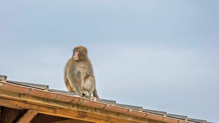 Japanese macaque on a rooftop under cloudy sky. © Wirestock