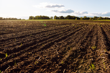 Close-up of fertile soil with green shoots in an agricultural field. Young plants are sprouting...