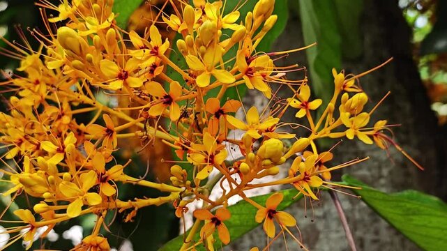 Saraca thaipingensis cantley ex Prain.