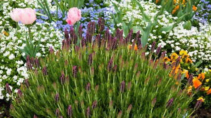 Colorful Flower Garden with Lavender, Tulips, and Vibrant Spring Blossoms