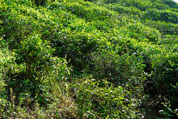 Obraz premium wild tea plantations in the mountains at ella