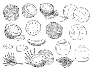 Fototapeta premium Set of hand drawn coconut outline drawing food illustration vector