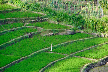 rice fields in the area of ella