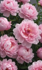 Full bloom pink peonies, creating a soft and elegant backdrop  ,  art,  backdrop