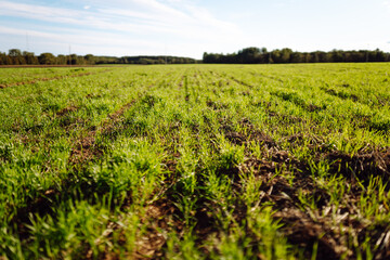 Close-up of young sprouts in an agricultural field. Green plant shoots grow from fertile soil in...