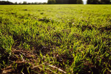 Close-up of young sprouts in an agricultural field. Green plant shoots grow from fertile soil in...