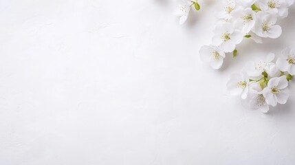 Delicate white flowers arranged on a pristine white background, minimalist composition with soft lighting, and elegant floral design concept.