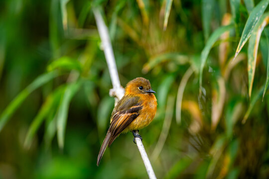 The cinnamon flycatcher is a species of bird in the family Tyrannidae. It is the only member of the genus Pyrrhomyias. It is found in Venezuela, Colombia, Ecuador, Peru, Bolivia 