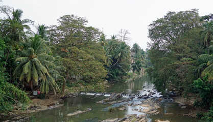 tropical landscape in nuwara eliya