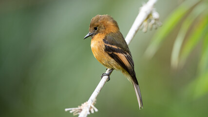 The cinnamon flycatcher is a species of bird in the family Tyrannidae. It is the only member of the genus Pyrrhomyias. It is found in Venezuela, Colombia, Ecuador, Peru, Bolivia 