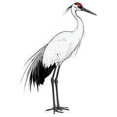 Obraz premium crane, animal, vector, transparent background