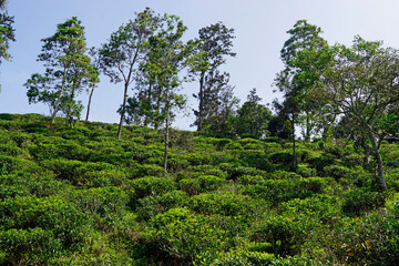 wild tea plantations in the mountains at ella