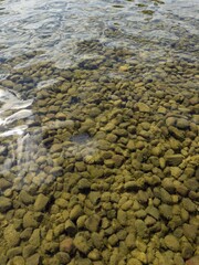 Clear water revealing moss-covered stones beneath surface, perfect for nature backgrounds, aquatic themes, and environmental projects. Ideal for designs needing tranquil, natural elements.