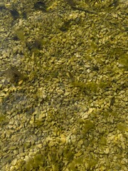 Crystal clear water revealing moss-covered stones beneath surface, perfect for nature backgrounds, aquatic themes, and environmental projects. Ideal for designs needing tranquil, natural elements.