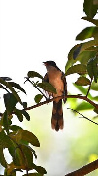 bird on tree
