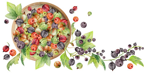 Currant gooseberry clusters leaves on ceramic dish, ripe picked garden scattered berry harvest, casseille jostaberry. Isolated illustration hand drawn in watercolor. Cookbook art, food craft packaging