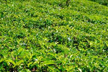 huge tea plantations in sri lanka