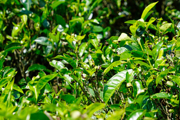 huge tea plantations in sri lanka