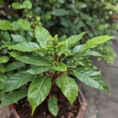 Obraz premium green plant in the garden