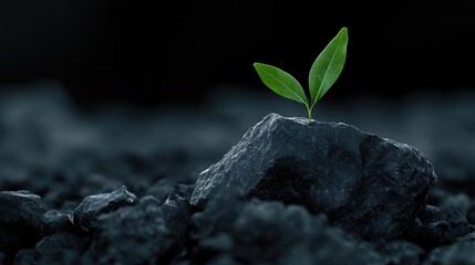 Small sprout emerging from dark rock