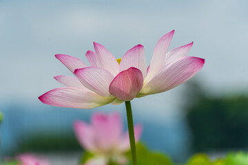 青空の下で優雅に咲く蓮の花