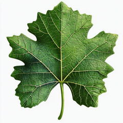 oak leaf isolated on white