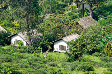 Fototapeta premium wild tea plantations in the mountains at ella