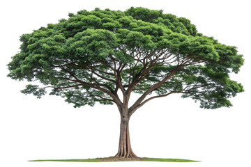 A tall ashoka tree. Polyalthia longifolia green plant isolated. The Mast tree. Monoon longifolium. Png transparency