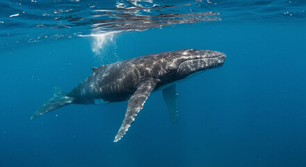 Naklejka premium Humpback Whale Swimming in Ocean Water Underwater