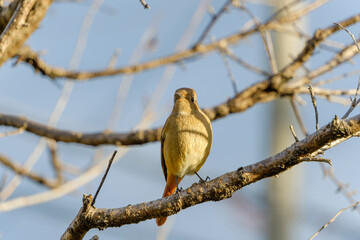 冬の木にとまるジョウビタキの雌