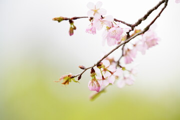 満開の桜の花　背景画像