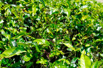 Obraz premium huge tea plantations in sri lanka