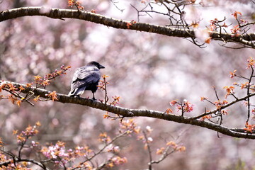 満開の桜と桜の木にとまるカラス