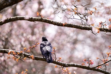 満開の桜と桜の木にとまるカラス