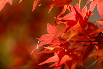 秋に色づく紅葉の葉