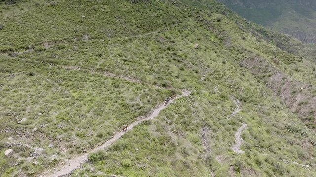 Drone shot of tourists riding mules on the steep path from Sangalle to Cabanaconde, capturing the majestic Colca Canyon landscape in the background.